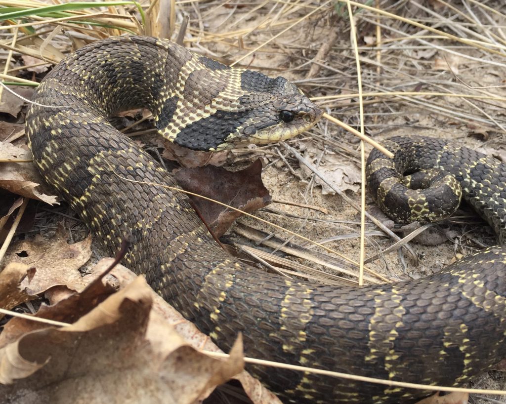 Tracking the elusive Eastern Hog-nosed snake - Huron Stewardship