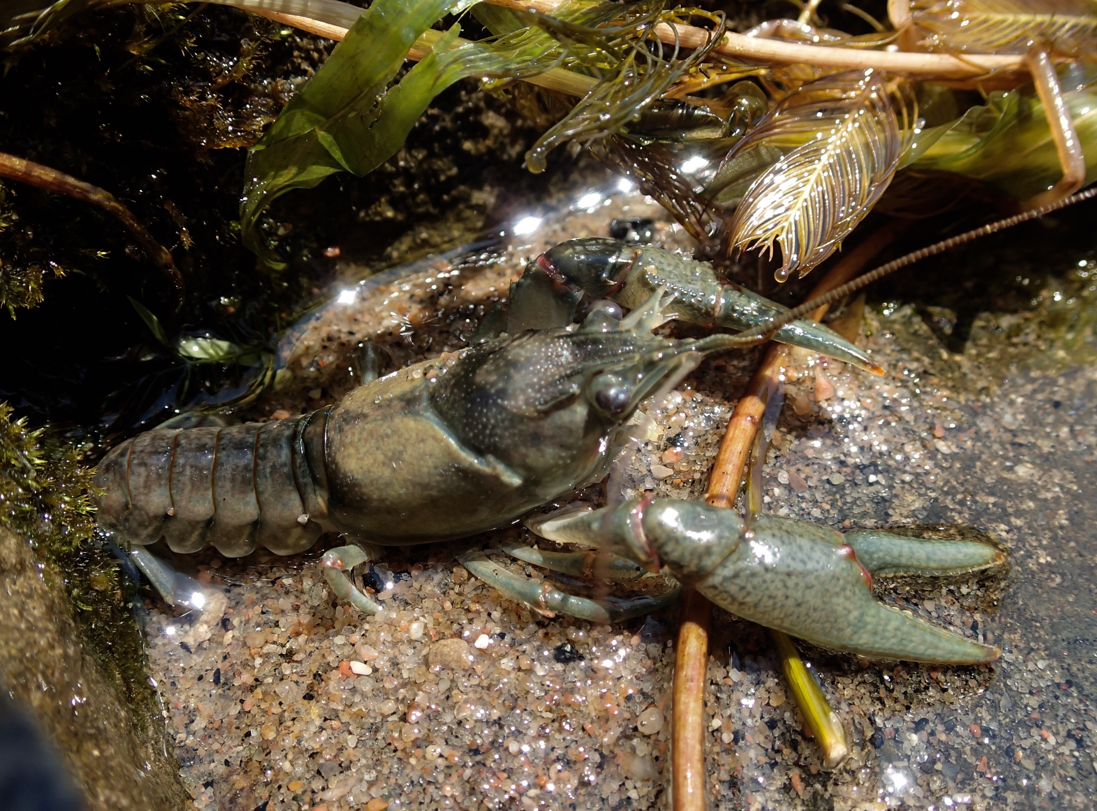 Гетероморфоз. River Crayfish. Marron Crayfish. Cambaroides. Cambarus ракообразные.